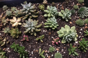 多肉のリース用ピックづくり