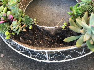 多肉リースの完成途中