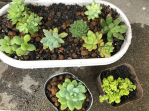 植えたばかりの多肉の苗