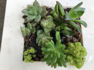 植えたばかりの多肉の寄せ植え