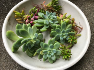 多肉いろいろ