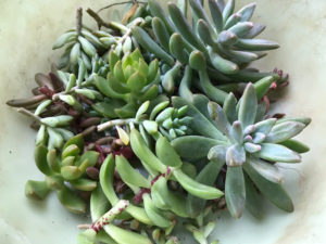多肉いろいろ