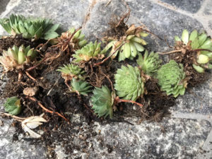 多肉のセンペルビウムの子供達