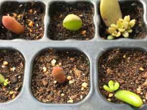 多肉植物の挿し木