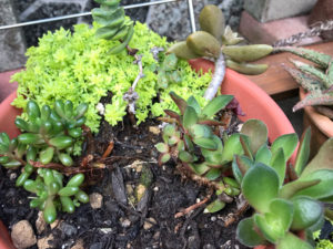 多肉植物ドリームスターなど