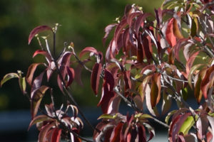 シンボルツリーに植えたヤマボウシの紅葉