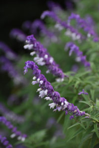 庭に咲いた アメジスト セージ