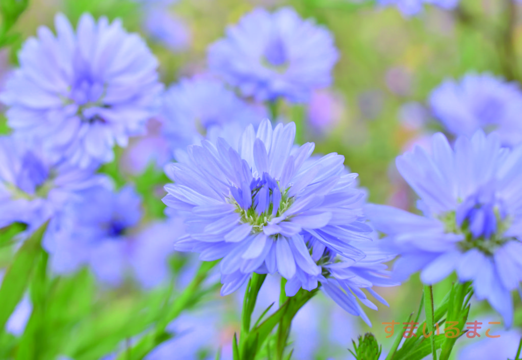 孔雀アスターの八重咲　ポストカード