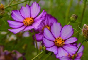 コスモス レッドイリュージョン　ポストカード