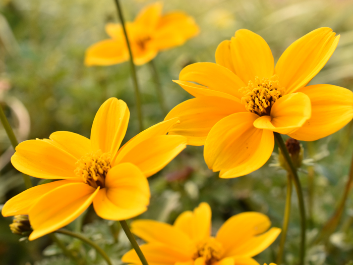 配送センター庭に咲くビデンス