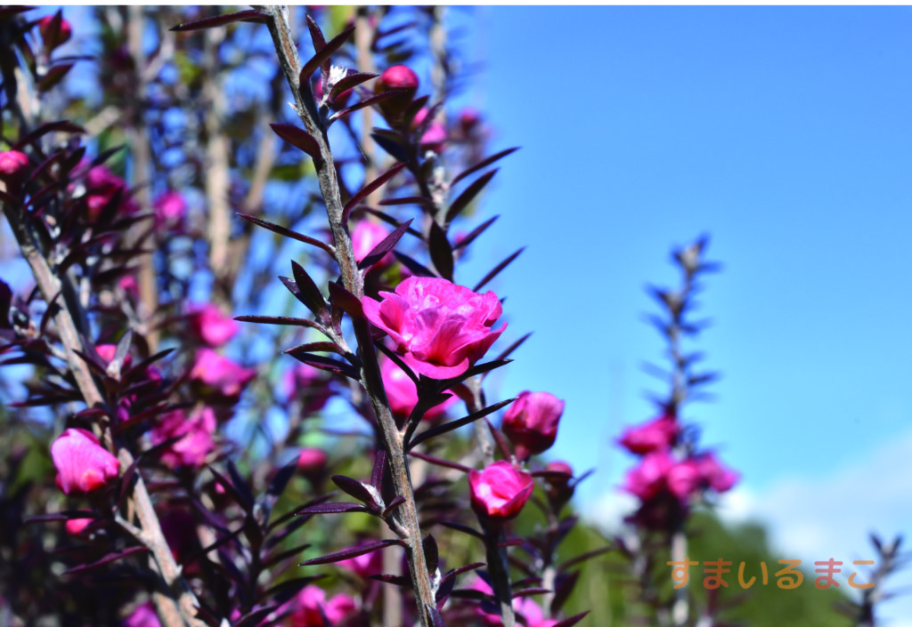 ギョリュウバイのポストカード