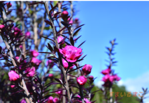 ギョリュウバイのポストカード