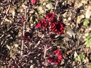 ギョリュウバイ　赤