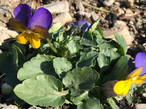 カーペットビオラ　サンベリーナ　プチモルファ4ヶ月後