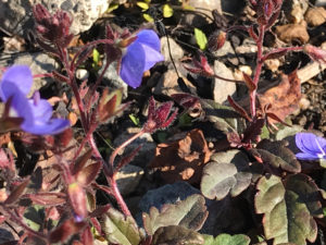 ベロニカ　オックスフォード