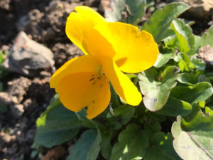 ばらいろももか　黄色