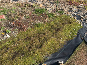 メカルドニア　2020年1月