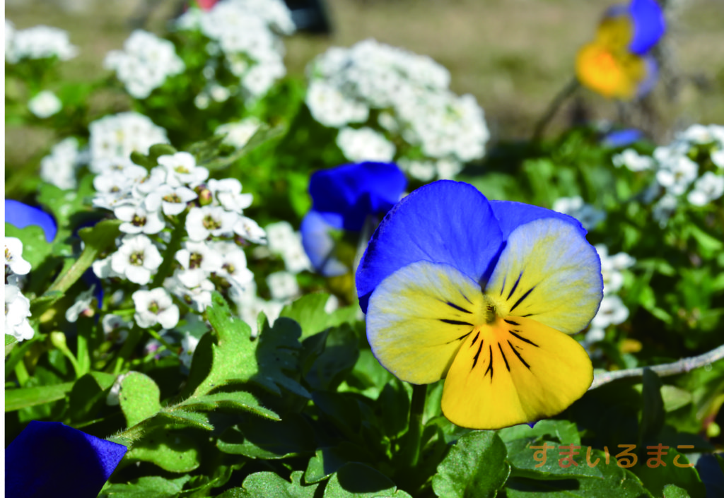 カーペット　ビオラ　ポストカード